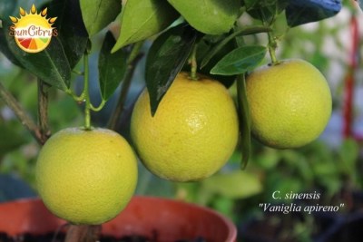 C. sinensis Vaniglia apireno - 